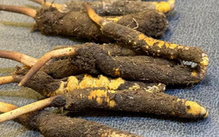 冬蟲(chóng)夏草鮮草怎么吃？科學(xué)用量指南