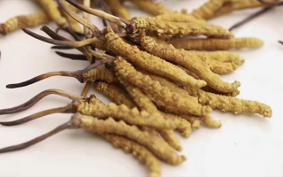 水溫決定營(yíng)養(yǎng)！冬蟲夏草鮮草泡水溫度全解析?