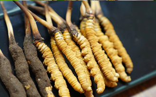 冬蟲夏草鮮草吃多久？科學食用周期與效果解析