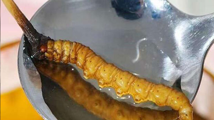 冬蟲夏草鮮草冷凍后這樣吃，營養(yǎng)不流失！