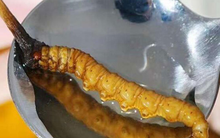 冬蟲夏草鮮草冷凍后這樣吃，營養(yǎng)不流失！