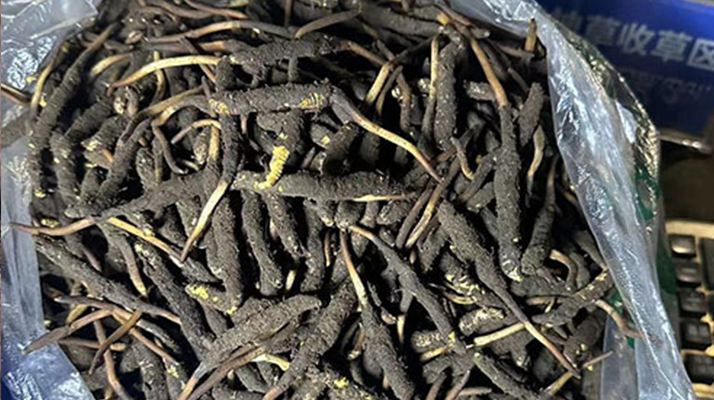 冬蟲夏草可以吃鮮的嗎？一文為你揭秘