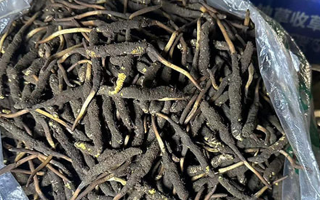 冬蟲(chóng)夏草可以吃鮮的嗎？一文為你揭秘