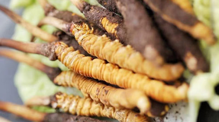 冬蟲夏草鮮草可以生吃嗎？一文解讀食用真相
