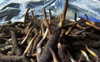 冬蟲夏草鮮草能不能泡酒？科學(xué)解析與實(shí)用指南