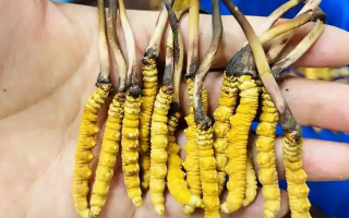 鮮冬蟲夏草出水怎么辦？實用處理指南