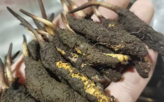 鮮冬蟲夏草急凍能放多久？科學保存全解析