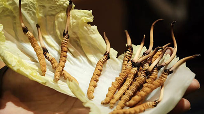 冬蟲夏草為何鮮的好？深度解析鮮蟲草的獨特優(yōu)勢