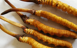 冬蟲(chóng)夏草鮮草價(jià)格多少？揭秘其背后的定價(jià)密碼