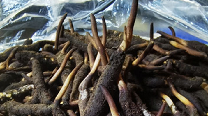 新鮮冬蟲夏草能放多久吃？一文掌握儲存與食用期限