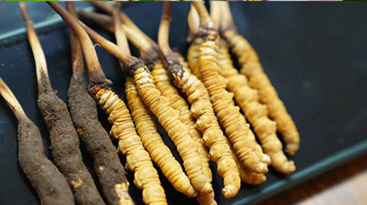 鮮冬蟲夏草什么季節(jié)最好？滋補(bǔ)時(shí)機(jī)大揭秘