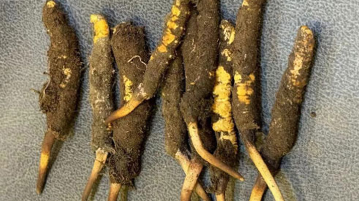 野生冬蟲夏草一斤多少錢？多維度價格解析