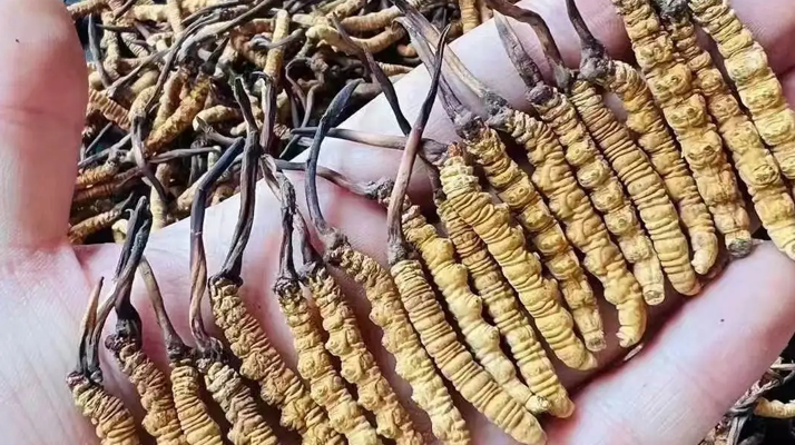 冬蟲(chóng)夏草怎么吃？最全食用指南與科學(xué)建議?