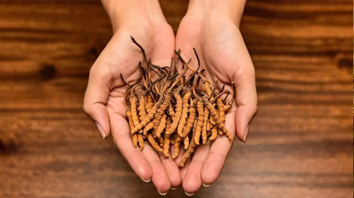 冬蟲(chóng)夏草怎么食用效果好？掌握這些方法發(fā)揮最大功效