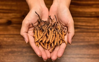 冬蟲(chóng)夏草怎么食用效果好？掌握這些方法發(fā)揮最大功效
