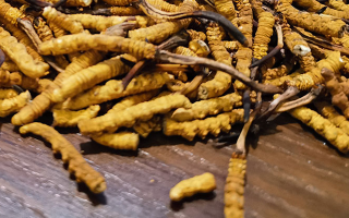 天然冬蟲夏草多少錢一克？