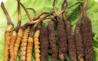 吃新鮮冬蟲(chóng)夏草后拉肚子？原因與應(yīng)對(duì)方法解析