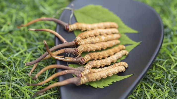 新鮮松茸冬蟲夏草怎么吃？滋補(bǔ)雙珍的美味搭配指南