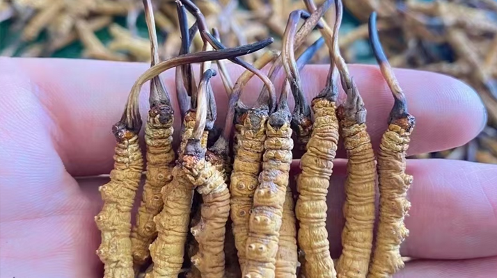 "那曲冬蟲夏草"品牌保護再升級：守護雪域瑰寶，打造品質(zhì)標(biāo)桿