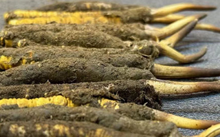 新鮮冬蟲夏草可以泡水喝嗎？正確方法與功效解析