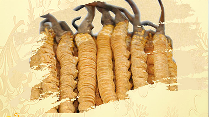 <a href=http://www.gdyuntian.com/ target=_blank class=infotextkey>冬蟲夏草</a>夏天如何保存