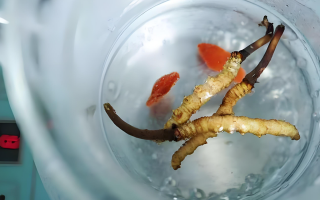 冬蟲夏草一天長(zhǎng)多少株正常？揭開“靈芝之王”的成長(zhǎng)秘密