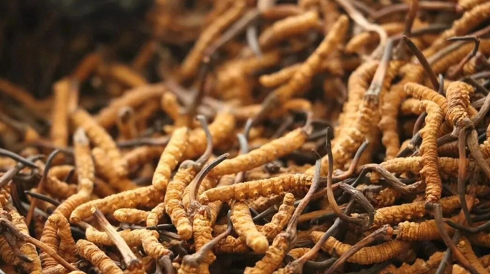 冬蟲夏草服用的五個常見誤區(qū)，很多人都中招了！
