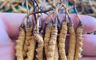 一盒冬蟲(chóng)夏草多少錢(qián)？從規(guī)格到定位的價(jià)格解析
