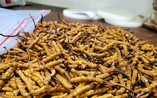 冬蟲夏草：泡水喝還是煮一下？兩種食用方式的全面對(duì)比