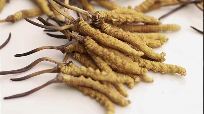 長(zhǎng)時(shí)間吃冬蟲夏草會(huì)導(dǎo)致掉頭發(fā)嗎？