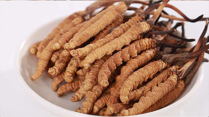 一只冬蟲夏草能泡多少酒？