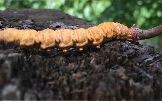 如何正確食用冬蟲(chóng)夏草
