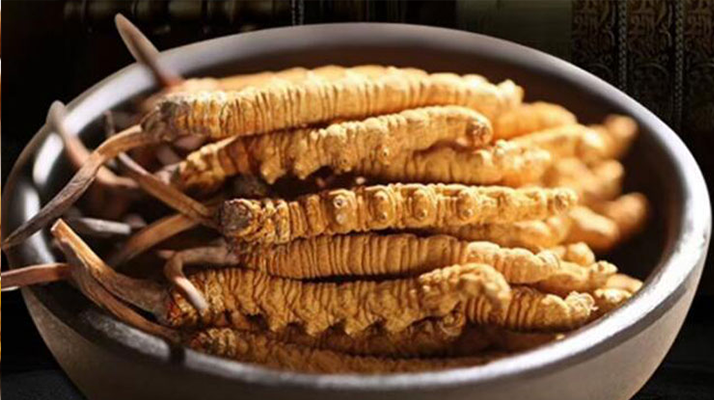 最新鮮的冬蟲夏草：產(chǎn)地、采挖與保存之辨