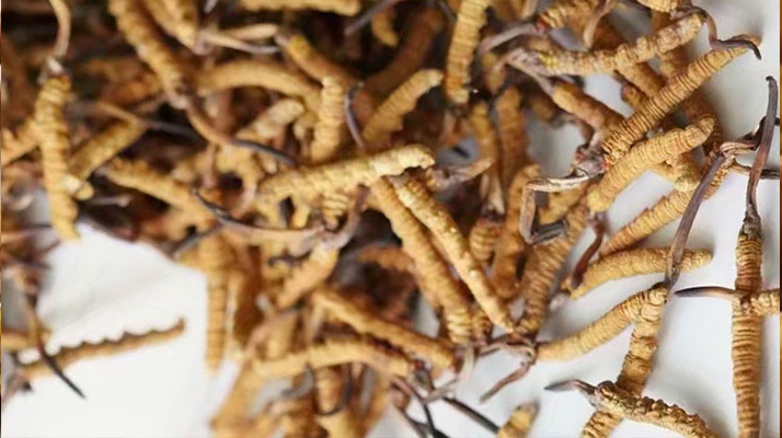 冬蟲夏草一斤多少元一根？多因素交織下的價格探秘