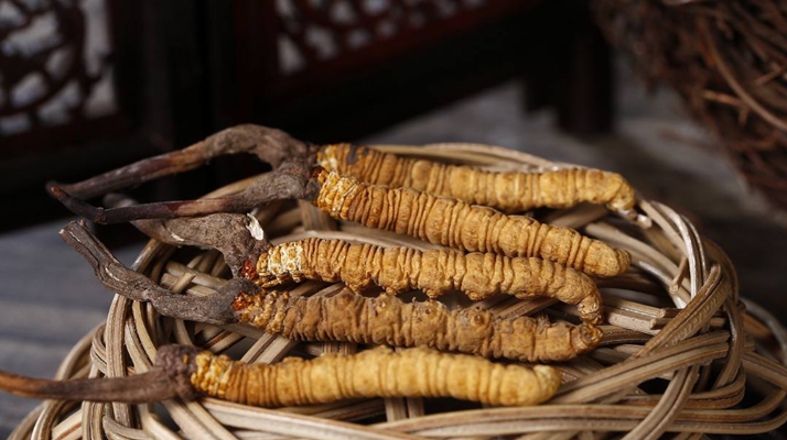 冬蟲夏草煲湯怎么煲好喝？營養(yǎng)與口感雙優(yōu)的實用指南