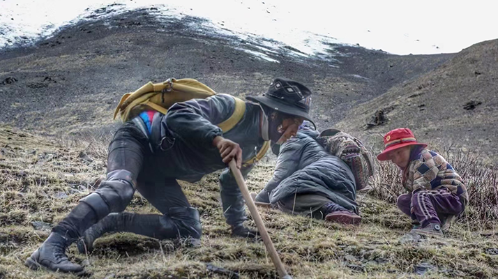 野生冬蟲夏草產(chǎn)地在哪里？核心產(chǎn)區(qū)與品質(zhì)特點解析