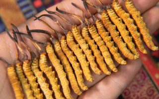 早期冬蟲夏草怎么吃最好？解鎖營養(yǎng)最大化的食用方式