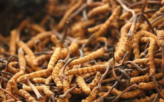 冬蟲夏草現(xiàn)在多少錢？價格探秘