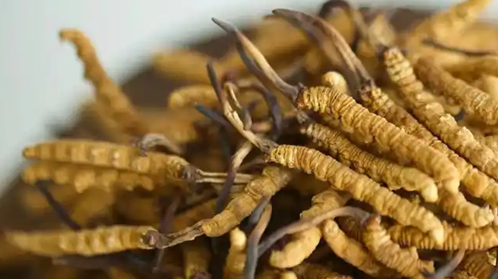 解密 “大個頭” 冬蟲夏草：何為優(yōu)質(zhì)大蟲草，價值何在？