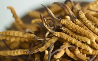 解密 “大個頭” 冬蟲夏草：何為優(yōu)質(zhì)大蟲草，價值何在？