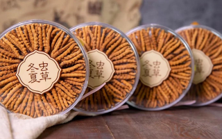 新鮮冬蟲夏草如何做酒？解鎖鮮蟲草泡酒的科學(xué)方法