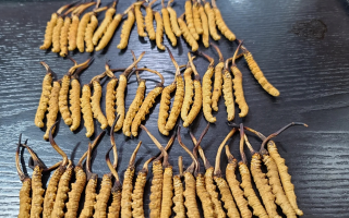 野生冬蟲(chóng)夏草泡酒比例詳解：掌握黃金配比，泡出滋補(bǔ)好酒