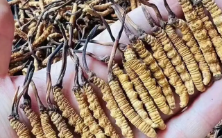 冬蟲夏草采收時間詳解：把握黃金期，守護(hù)珍稀資源