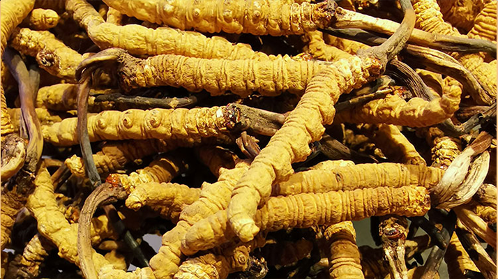 2025冬蟲(chóng)夏草行情走勢(shì)圖解析：采挖季左右波動(dòng)，下半年趨穩(wěn)