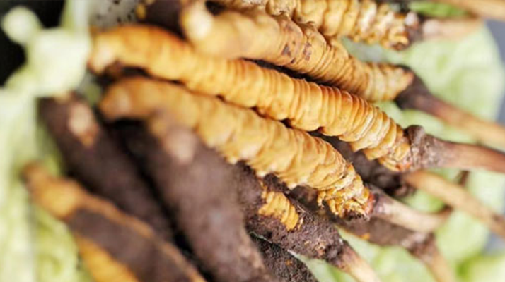 鮮冬蟲(chóng)夏草泡酒能喝嗎？ 