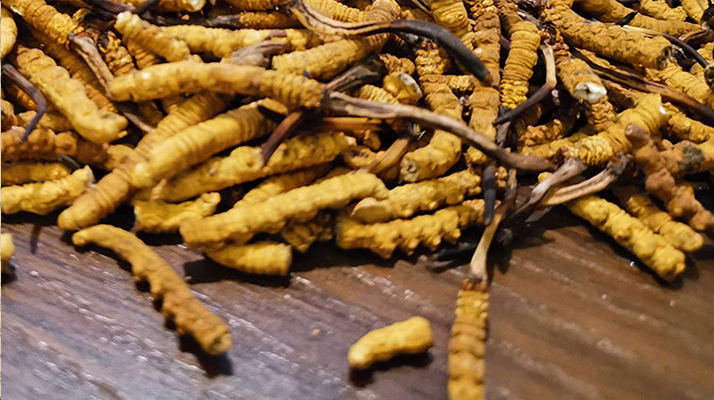 鮮冬蟲夏草并非 “制作” 而成！