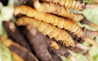 鮮冬蟲夏草泡酒能喝嗎？掌握這些要點(diǎn)安全又滋補(bǔ)