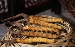 如何區(qū)別冬蟲夏草的好壞？5 大維度鑒別優(yōu)質(zhì)蟲草