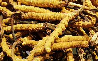 鮮冬蟲夏草多少錢一斤？2025 年產(chǎn)地與規(guī)格價(jià)差全解析