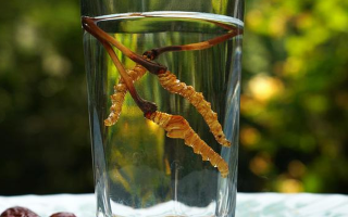 鎖陽冬蟲夏草泡酒：配伍原理、制作方法與飲用規(guī)范